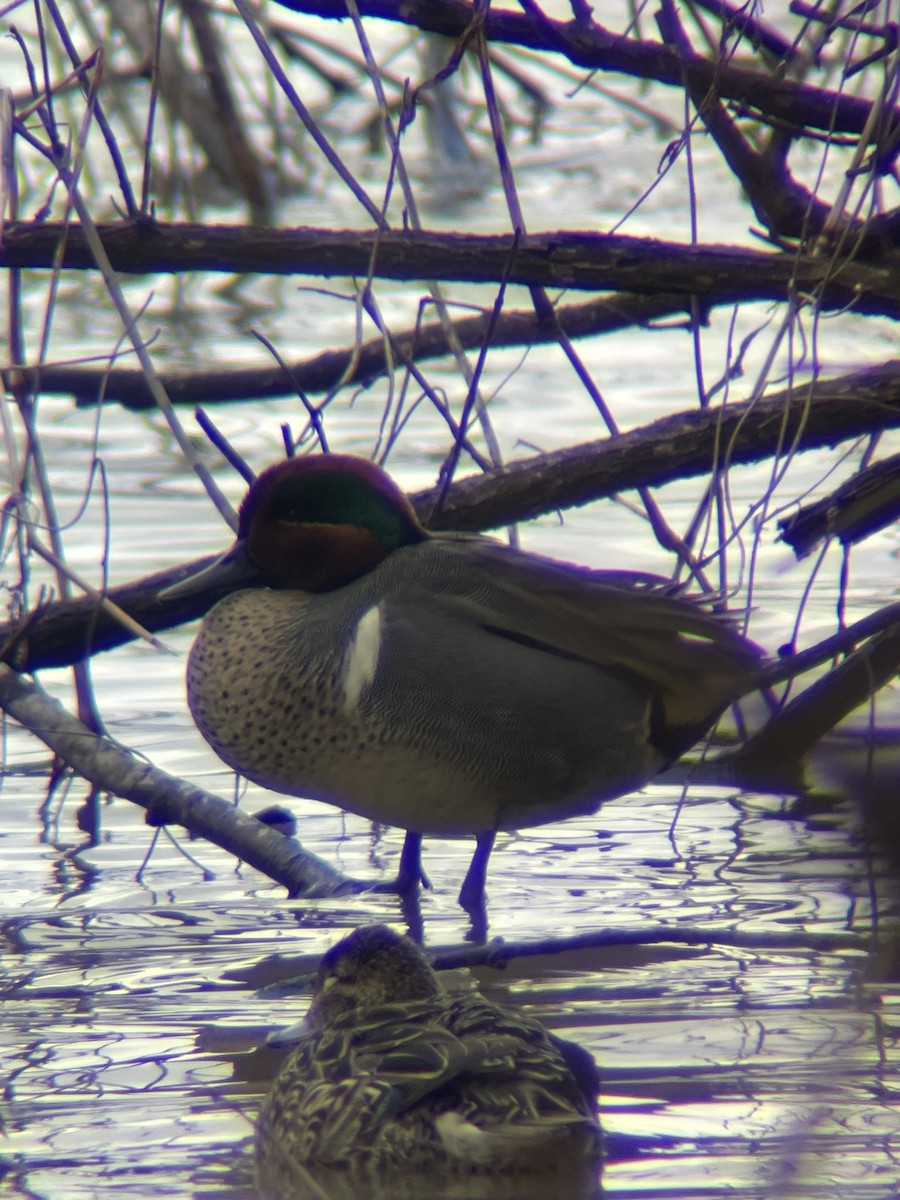Green-winged Teal - ML548635161