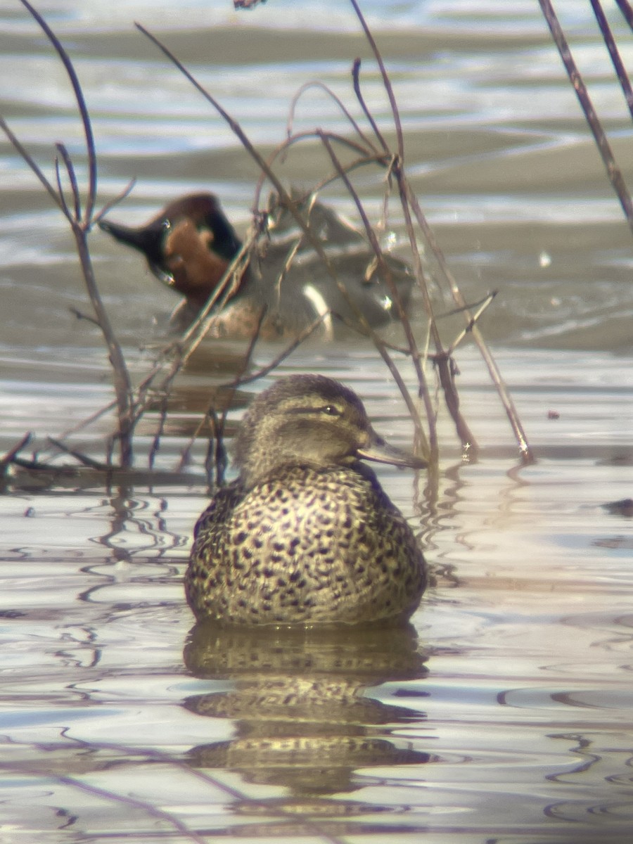Green-winged Teal - ML548635191