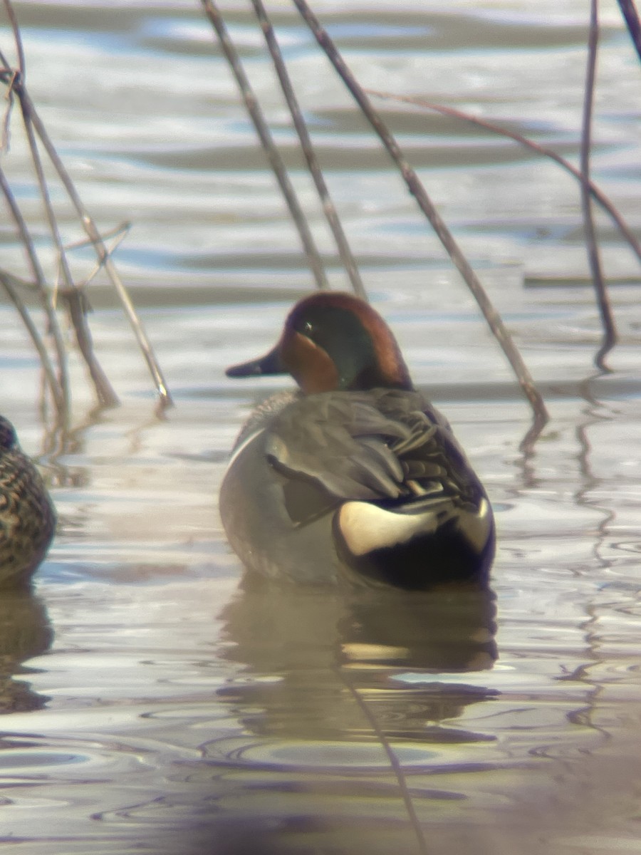 Green-winged Teal - ML548635201