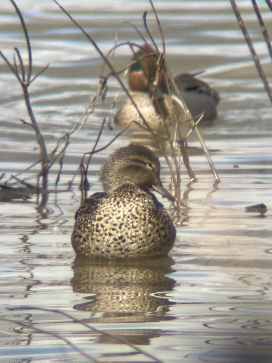Green-winged Teal - ML548635211