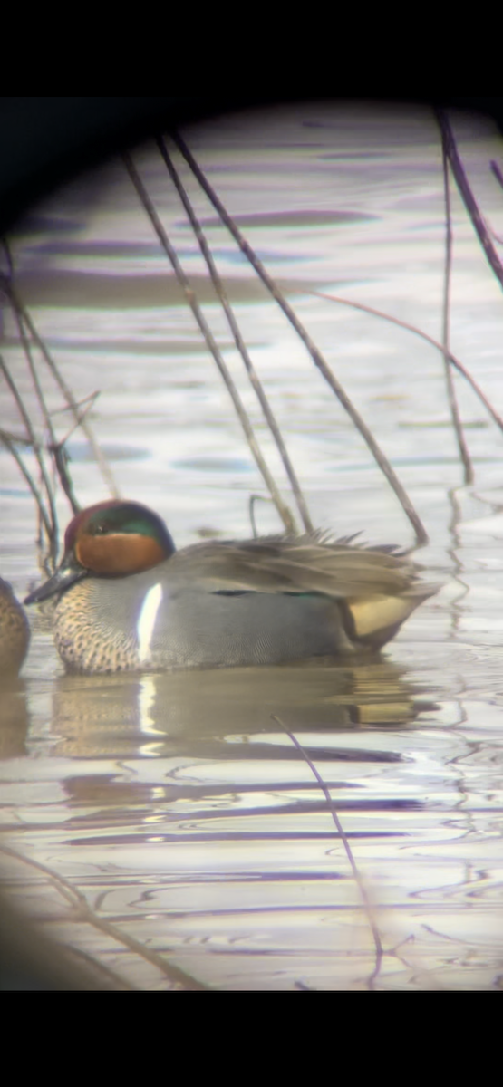 Green-winged Teal - ML548635221