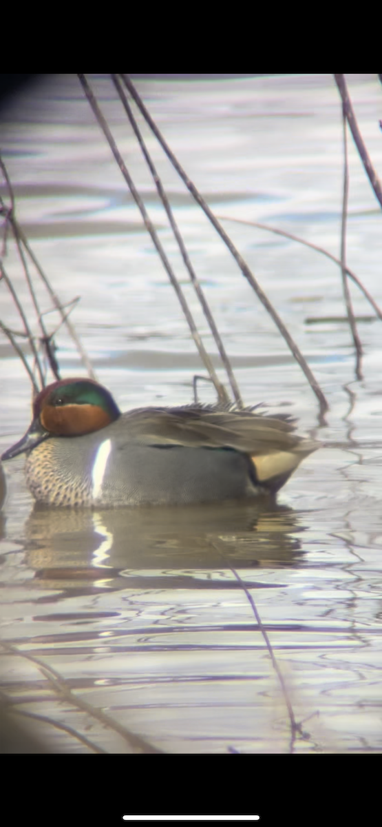 Green-winged Teal - ML548635231