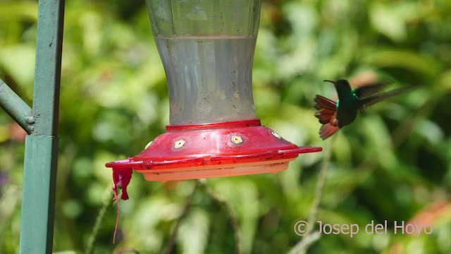 Rufous-tailed Hummingbird - ML548640241