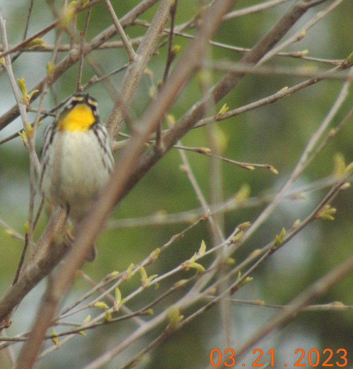 Yellow-throated Warbler - ML548644211