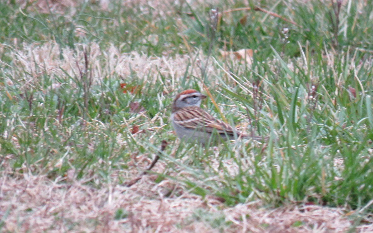 Chipping Sparrow - ML548647771