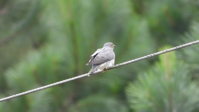 Common Cuckoo - ML548647831