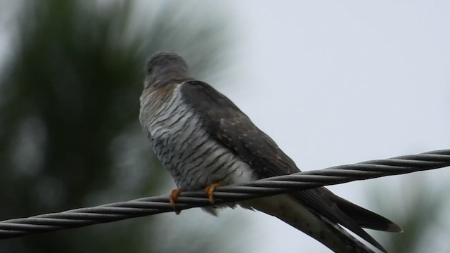 Common Cuckoo - ML548647841