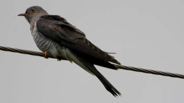Common Cuckoo - ML548647851