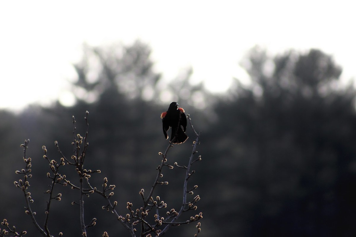 Red-winged Blackbird - ML548650941