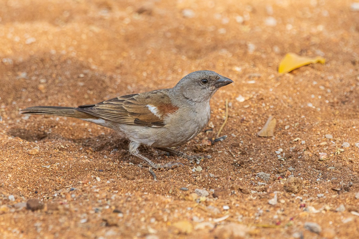 Southern Gray-headed Sparrow - John Keator