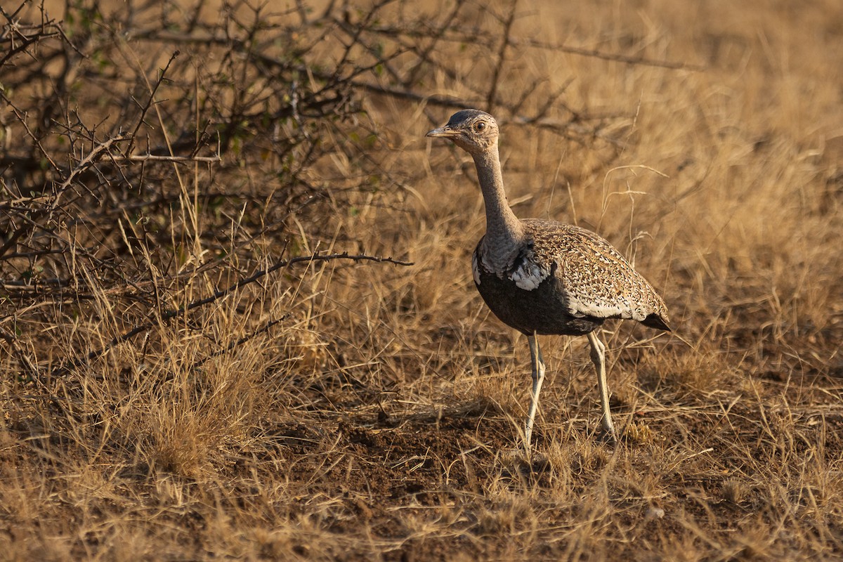 Red-crested Bustard - ML548657731