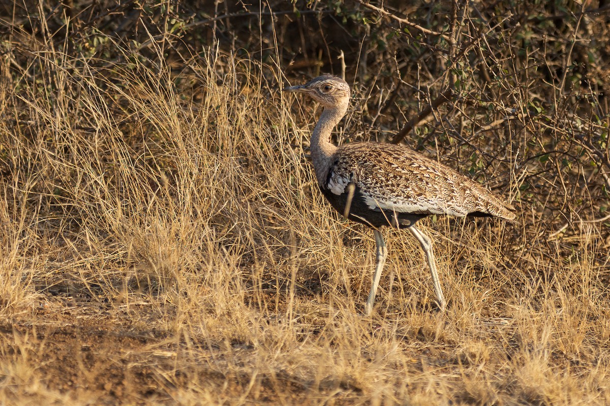 Red-crested Bustard - ML548657741