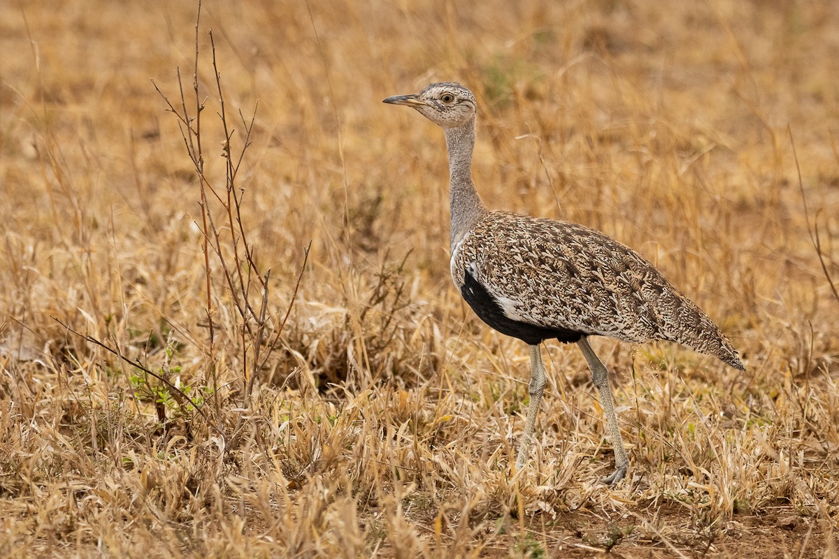 Red-crested Bustard - ML548657761