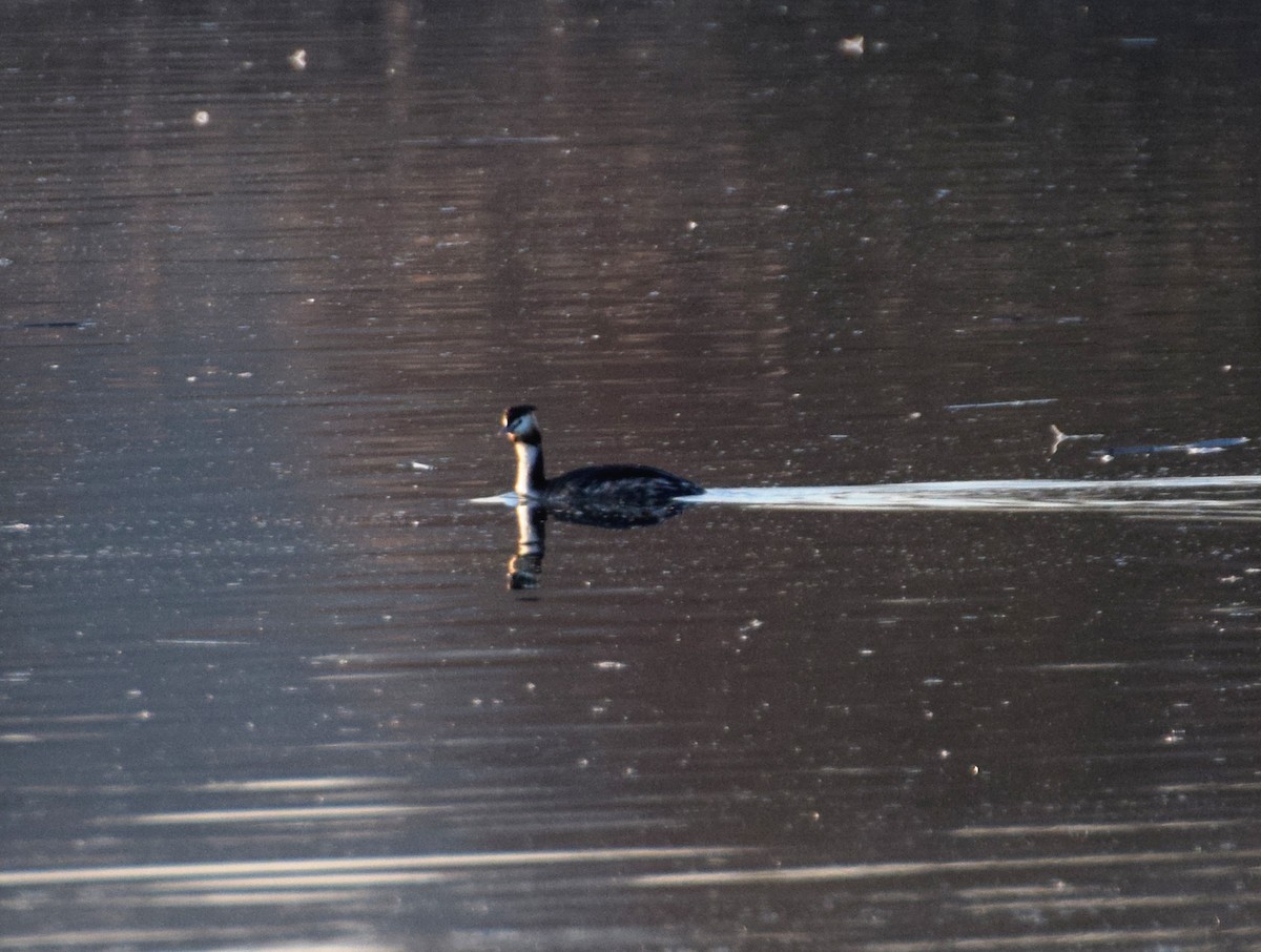 Great Crested Grebe - ML548657931