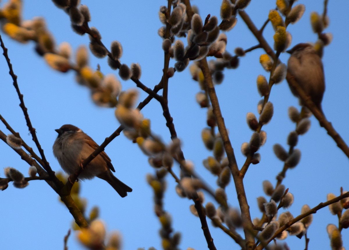 Eurasian Tree Sparrow - ML548659141