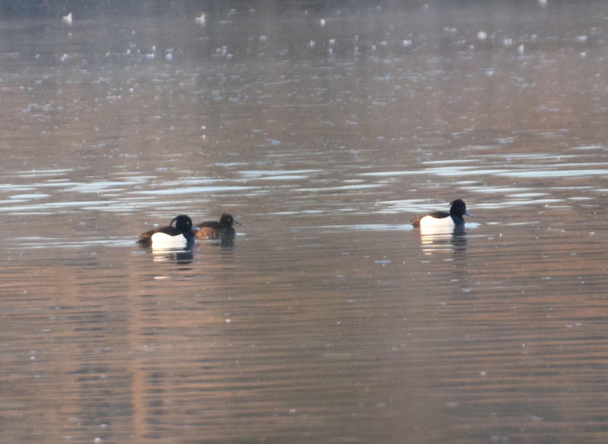 Tufted Duck - ML548659221
