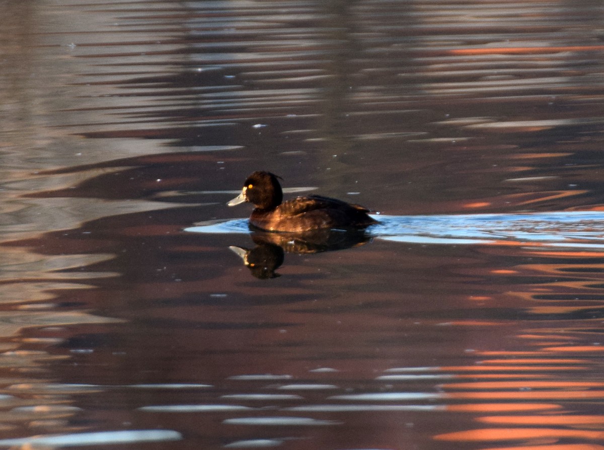 Tufted Duck - ML548659231