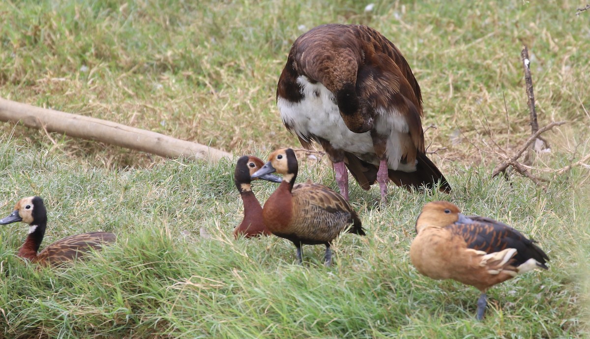 Fulvous Whistling-Duck - ML54865941