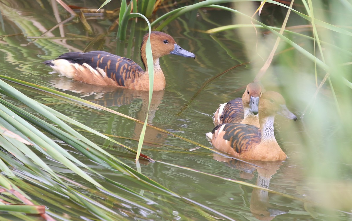 Fulvous Whistling-Duck - ML54865971