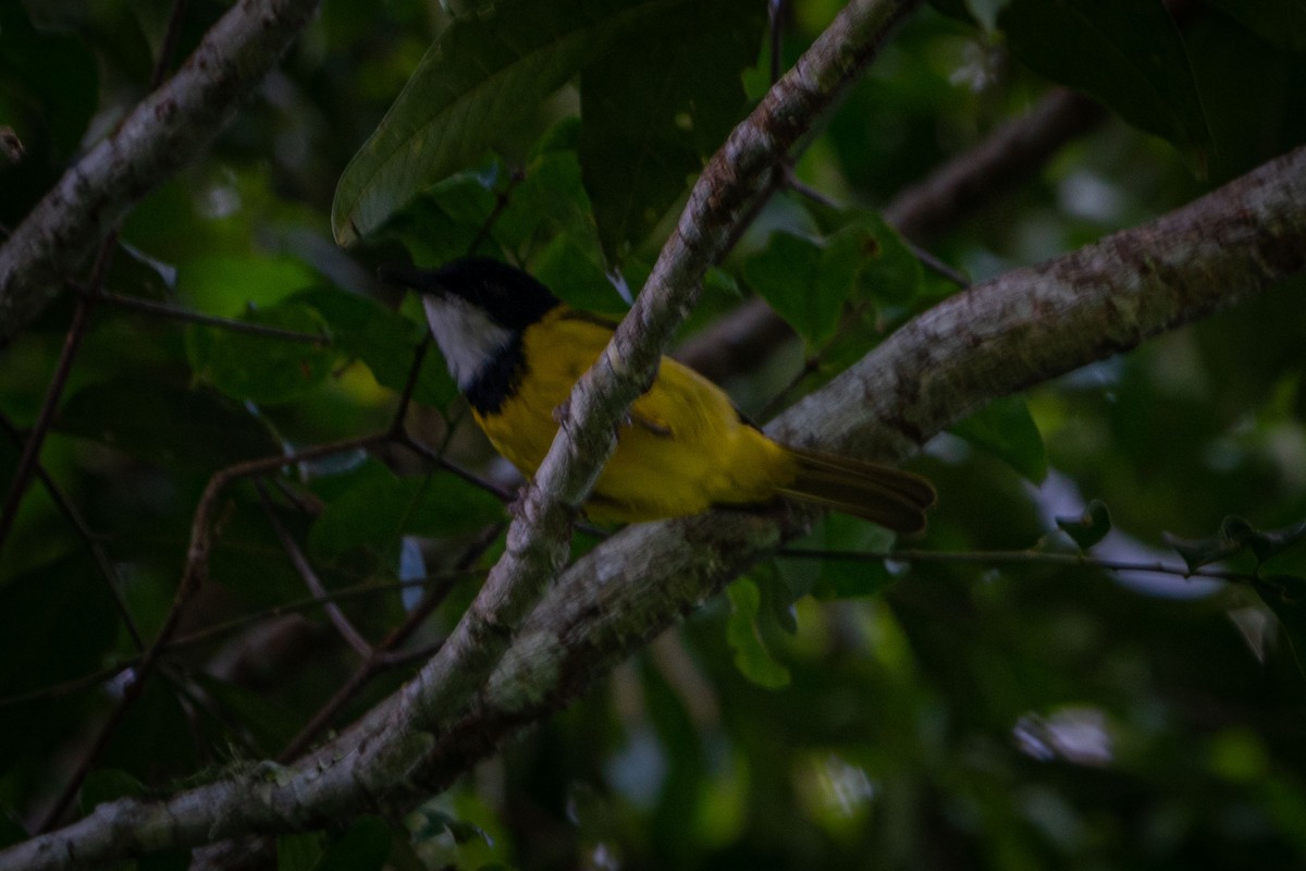 Yellow-throated Whistler (Timor) - ML548661921