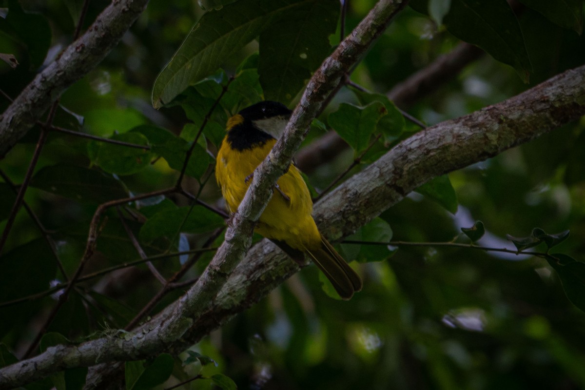 Yellow-throated Whistler (Timor) - ML548663521