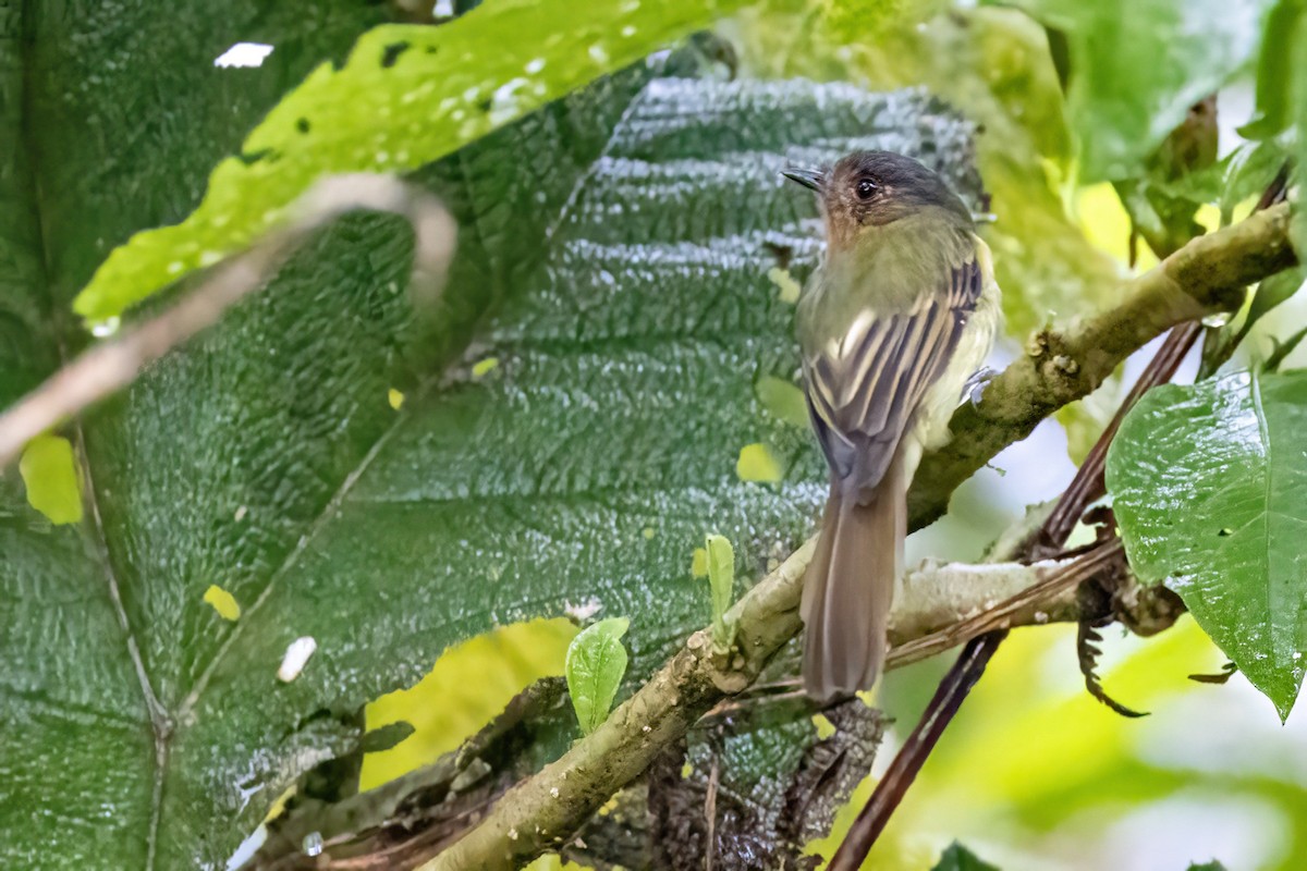 Rufous-breasted Flycatcher - ML548663991