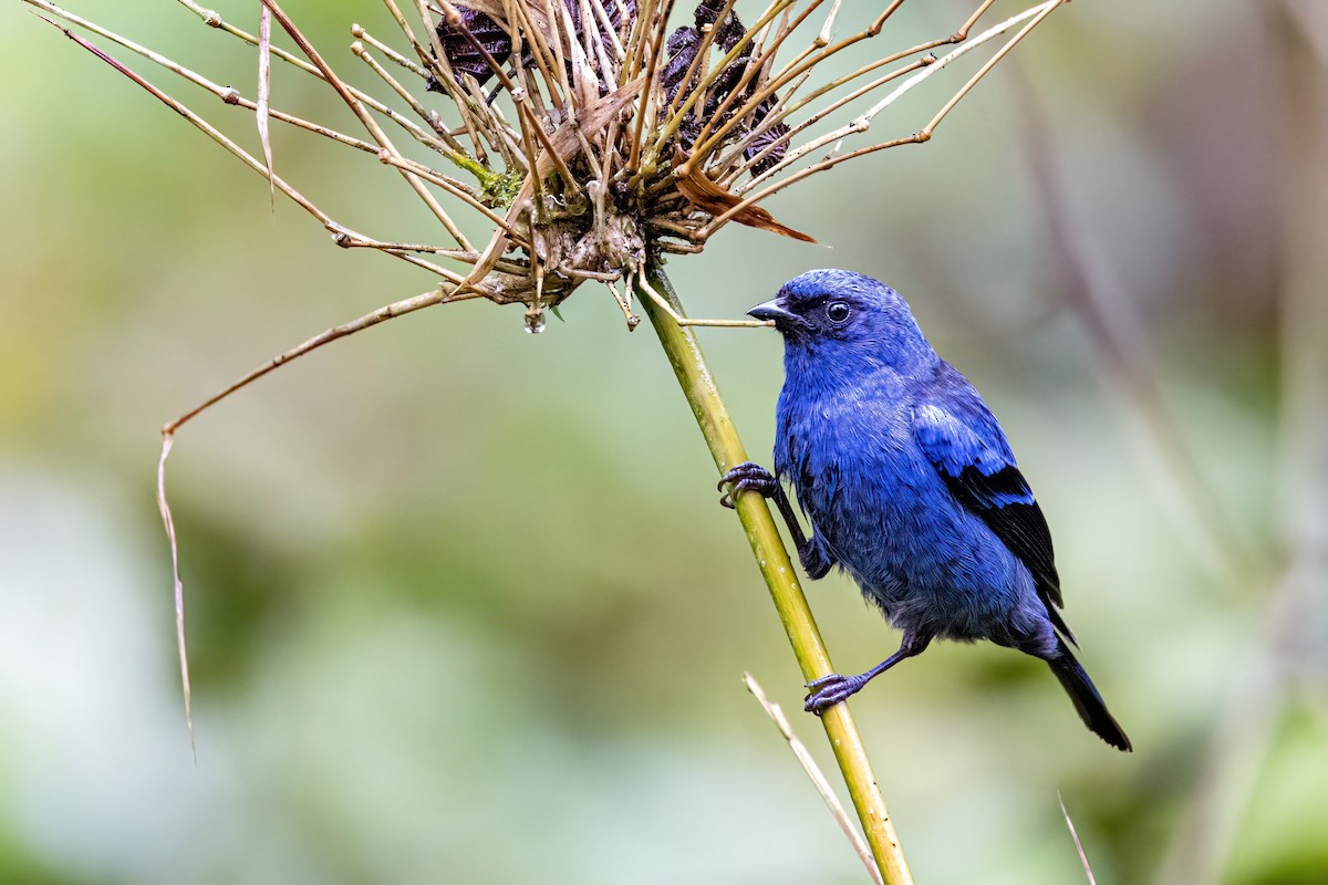 Blue-and-black Tanager (Blue-and-black) - ML548664471