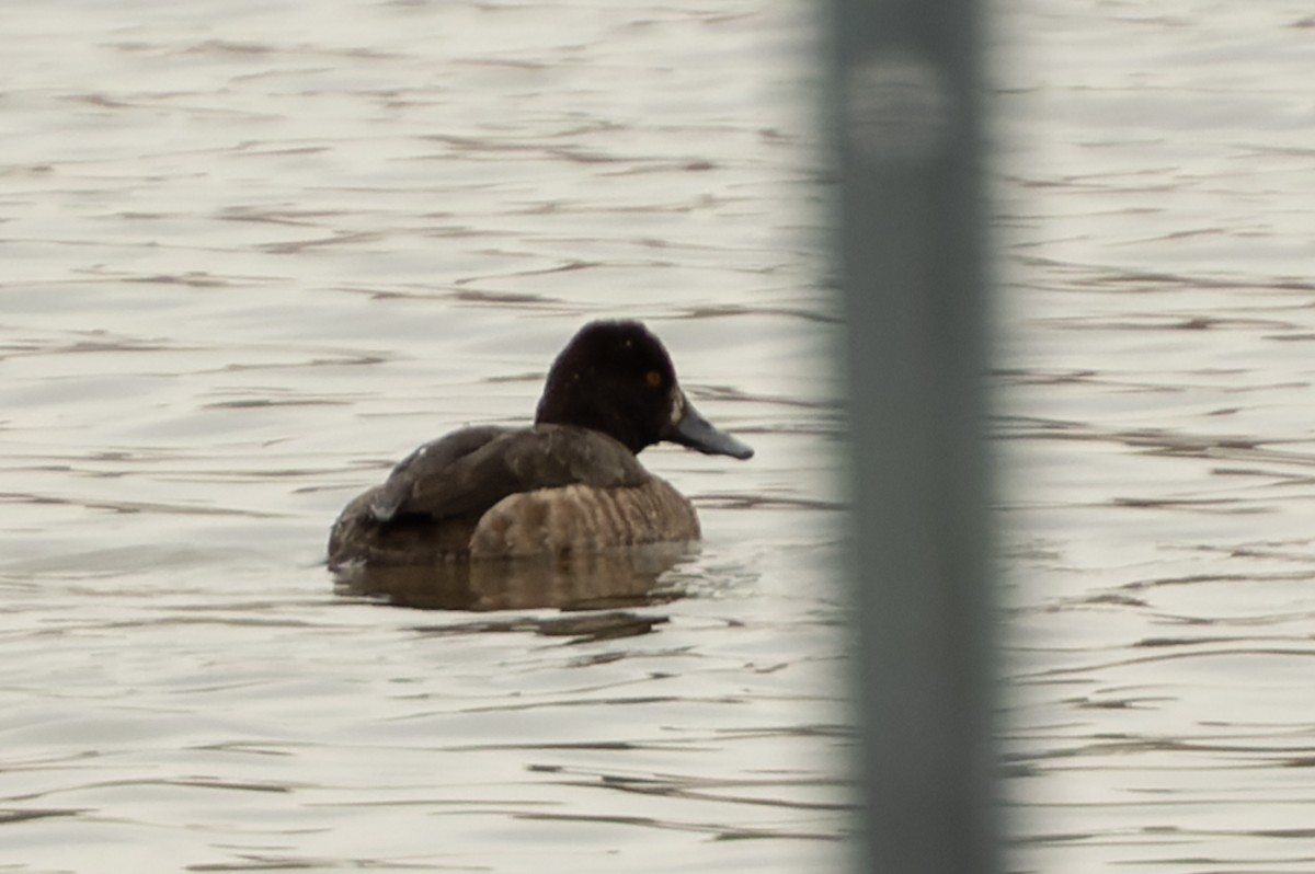 Greater Scaup - ML548665541
