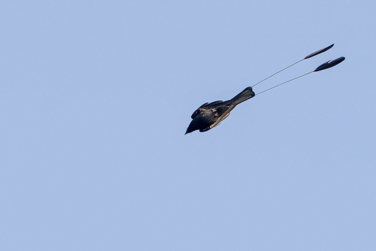 Lesser Racket-tailed Drongo - ML548668951