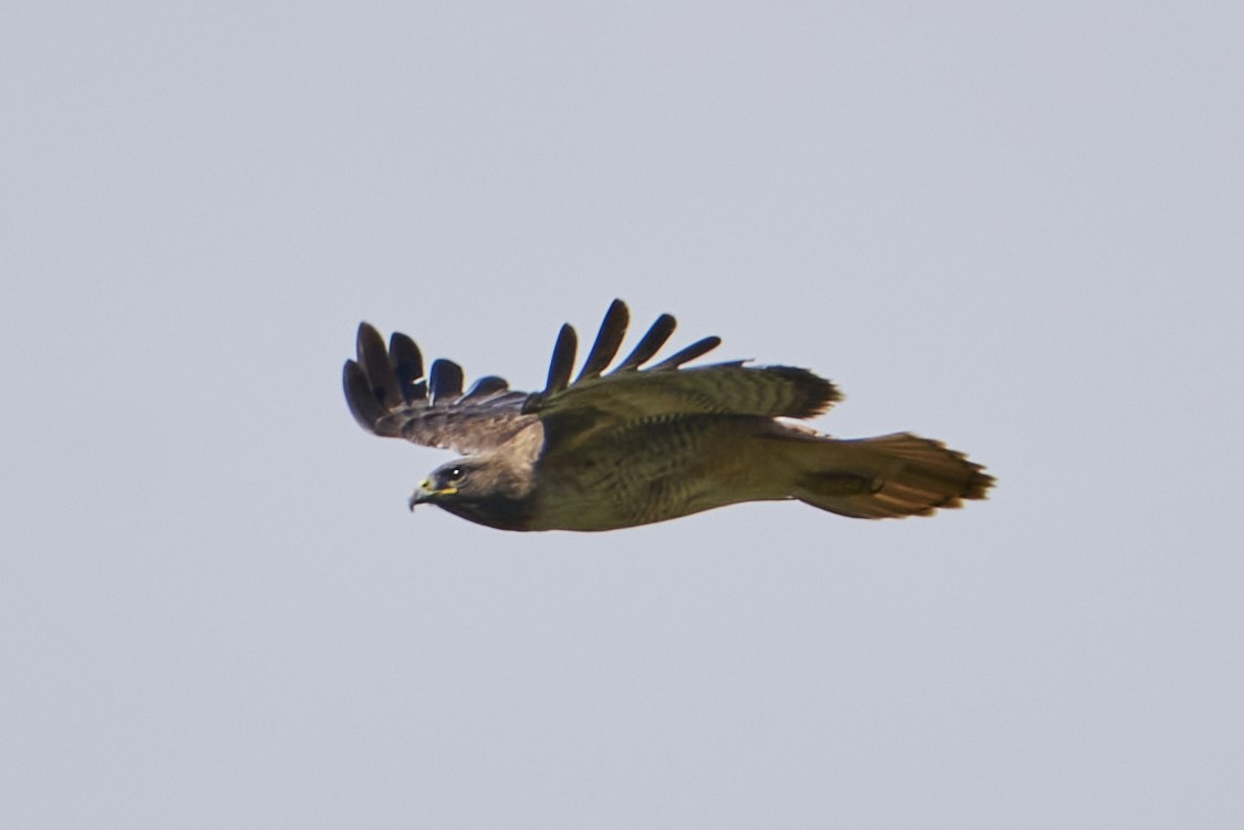 Red-tailed Hawk - ML548668971