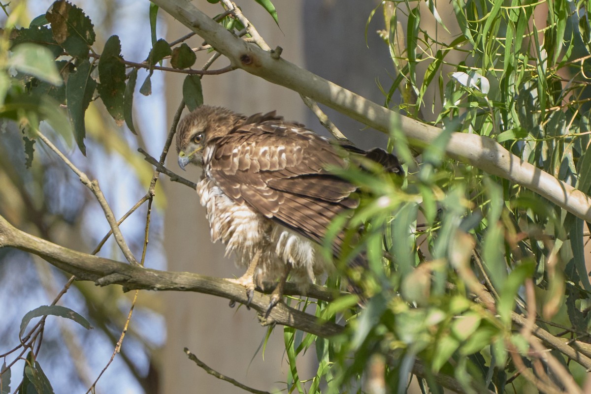 Red-tailed Hawk - ML548669071