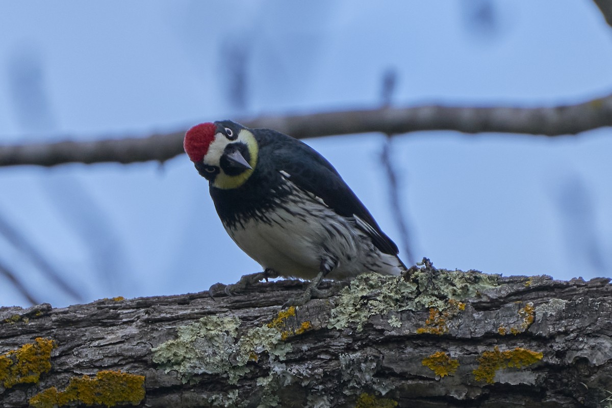 Acorn Woodpecker - ML548669211