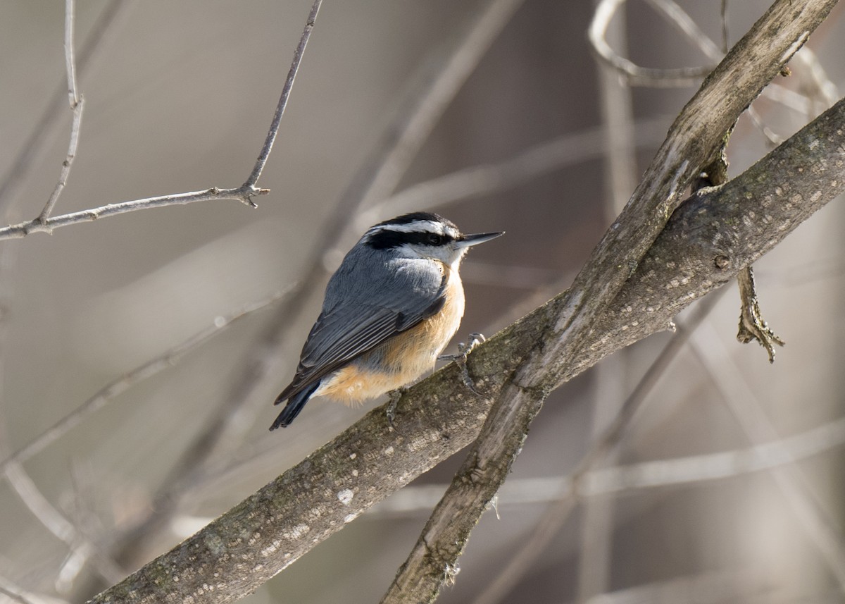 Red-breasted Nuthatch - ML548670061