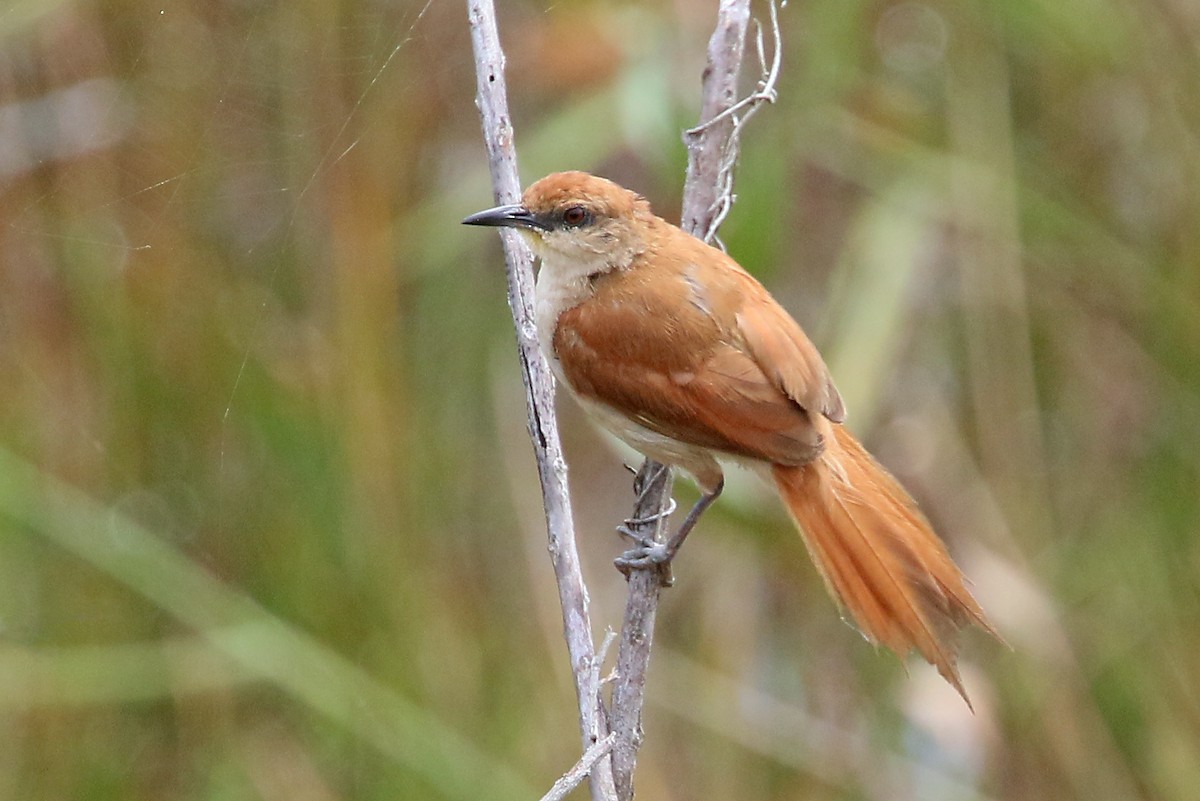 Yellow-chinned Spinetail - ML548673711