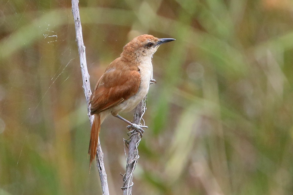 Yellow-chinned Spinetail - ML548673731