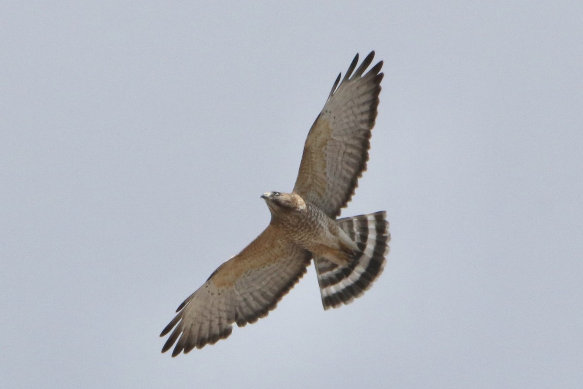 Broad-winged Hawk (Caribbean) - ML548673901