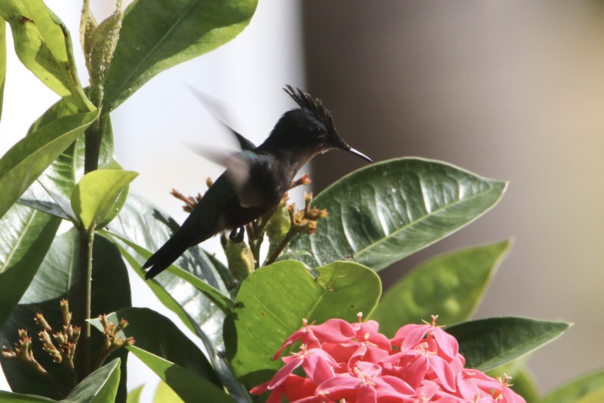 Antillean Crested Hummingbird (Grenadines and Grenada) - ML548673971