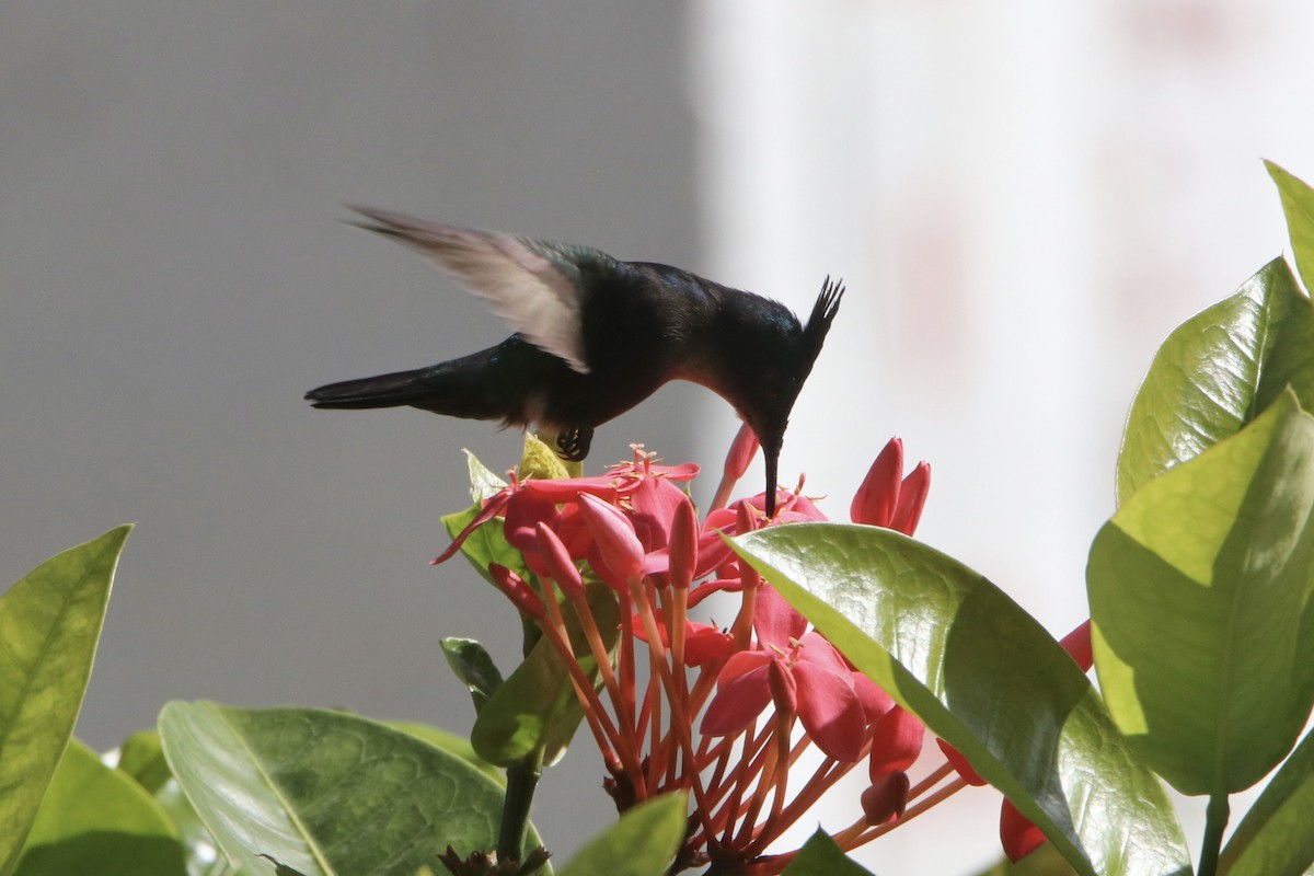 Antillean Crested Hummingbird (Grenadines and Grenada) - ML548673991