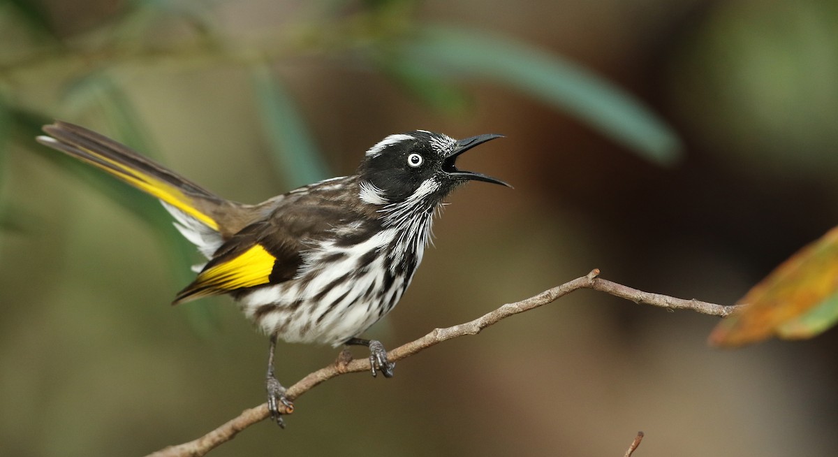 New Holland Honeyeater - Luke Seitz