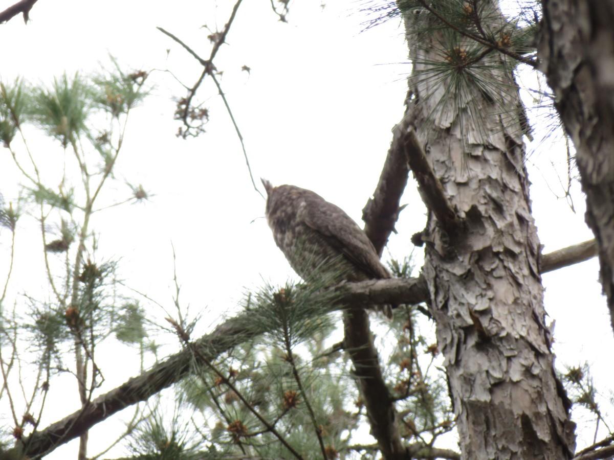 Great Horned Owl - ML548676151