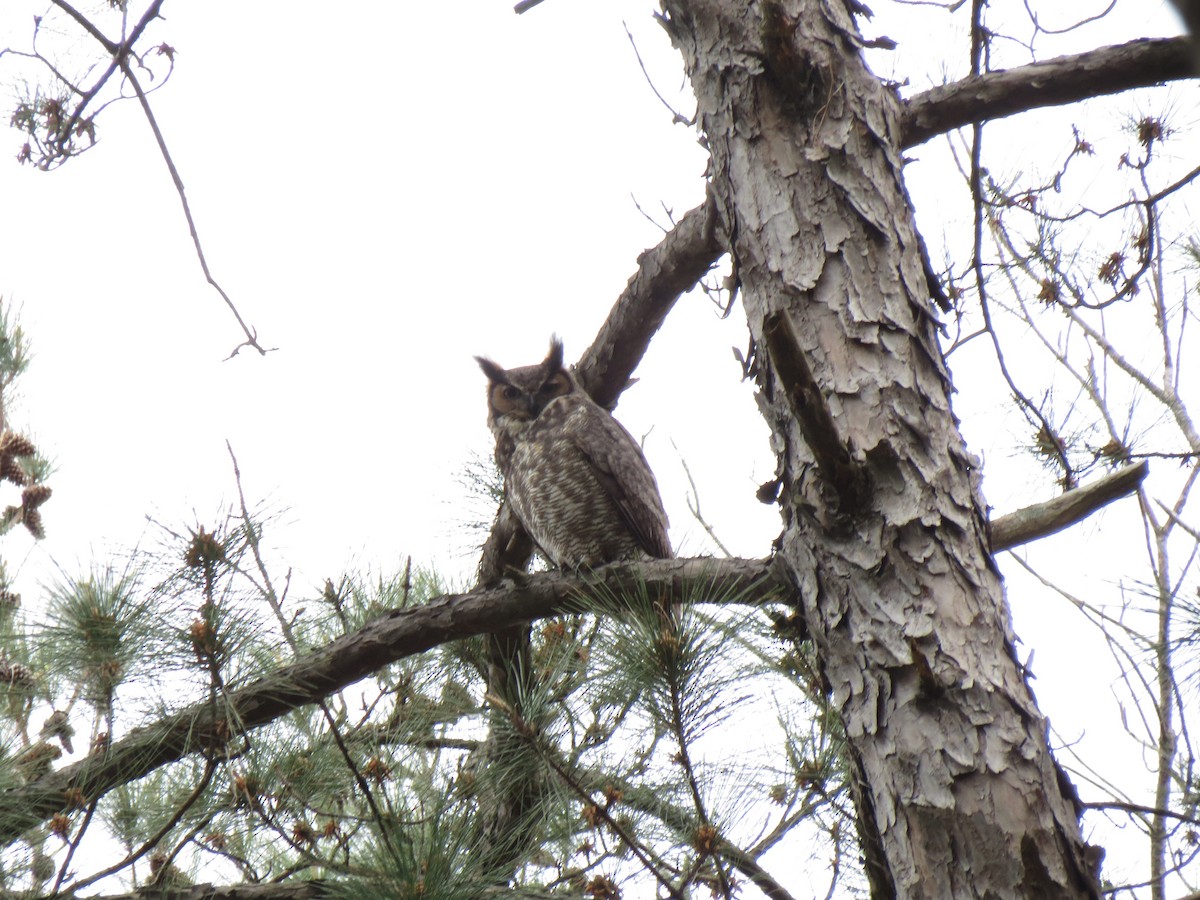 Great Horned Owl - ML548676161
