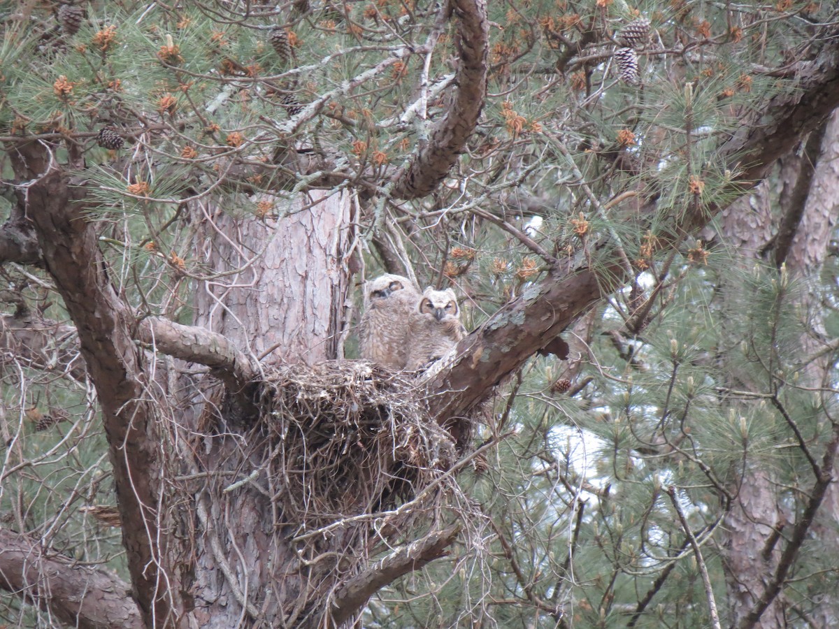 Great Horned Owl - ML548676191