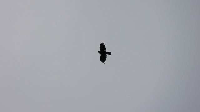 Lesser Spotted Eagle - ML548677041