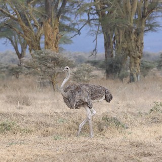 Common Ostrich, ML548677491