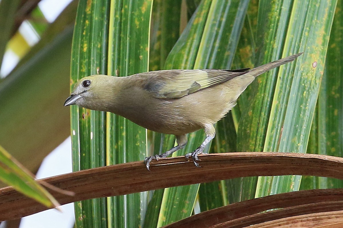 Palm Tanager - ML548684891