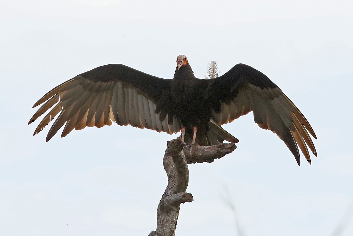 Lesser Yellow-headed Vulture - ML548685101