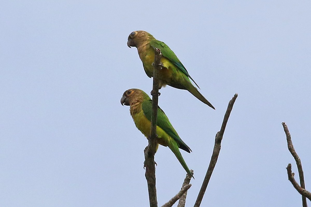 Brown-throated Parakeet - ML548687261