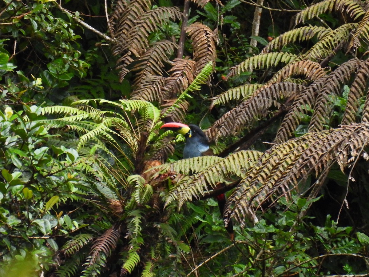 Gray-breasted Mountain-Toucan - ML548687411