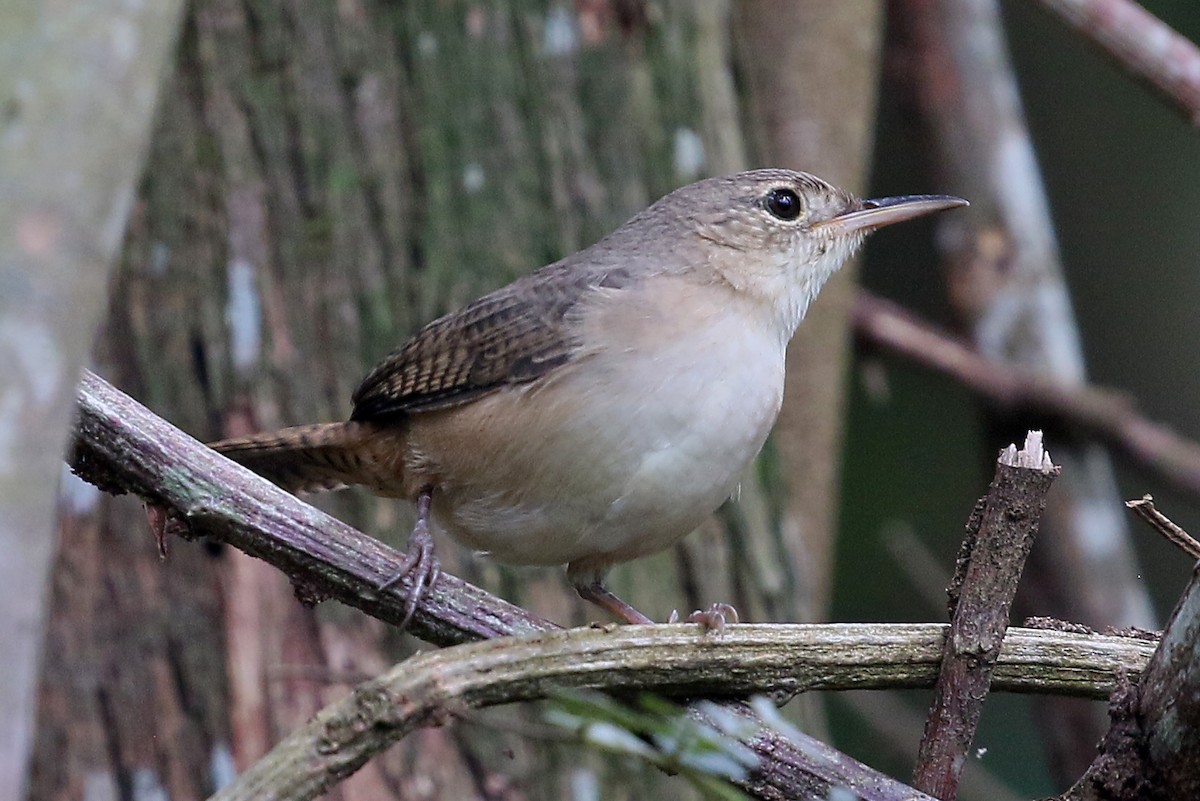 House Wren (Southern) - ML548687521