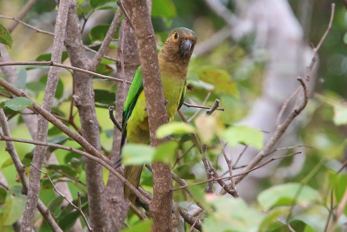 Brown-throated Parakeet - ML548687541